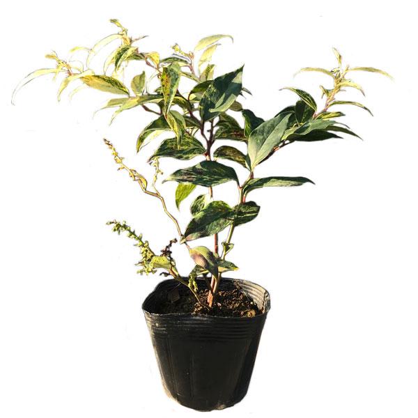 セイヨウイワナンテン レインボー 20ポットセット | 