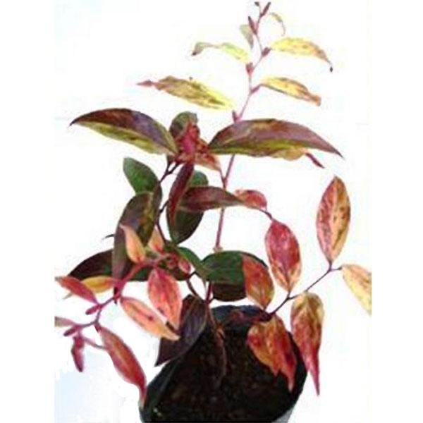 セイヨウイワナンテン レインボー 20ポットセット |  | 01