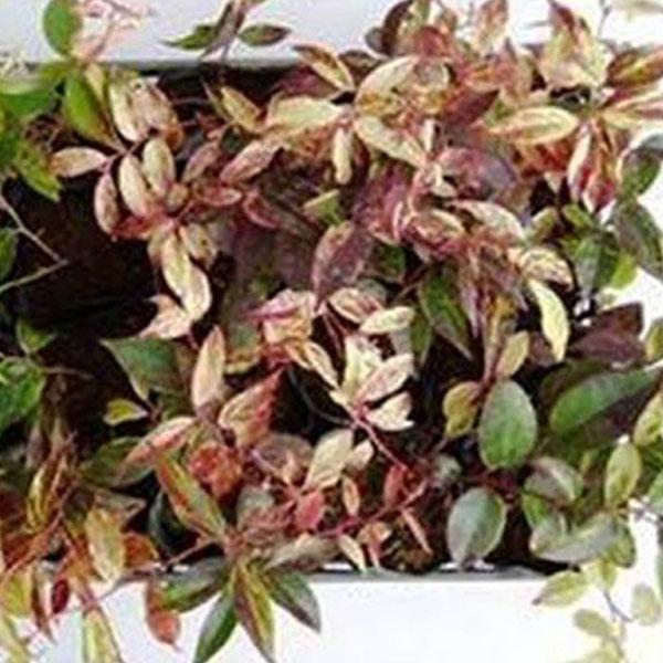 セイヨウイワナンテン レインボー 20ポットセット |  | 02