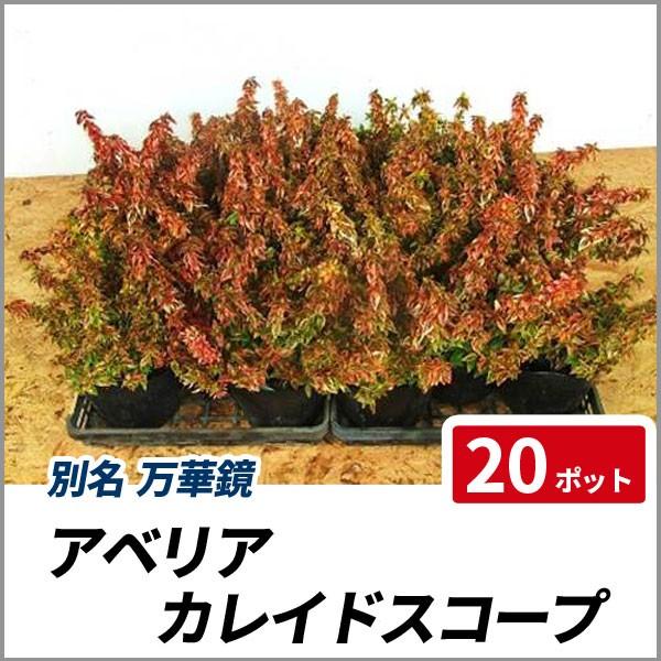 早割クーポン アベリア カレイドスコープ ポットセット 数量は多 Www Maxipiso Com Ar