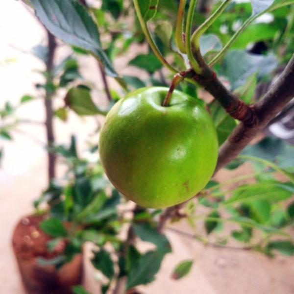 リンゴ アルプス乙女 樹高1.8〜2.0m前後(根鉢含まず) 単品