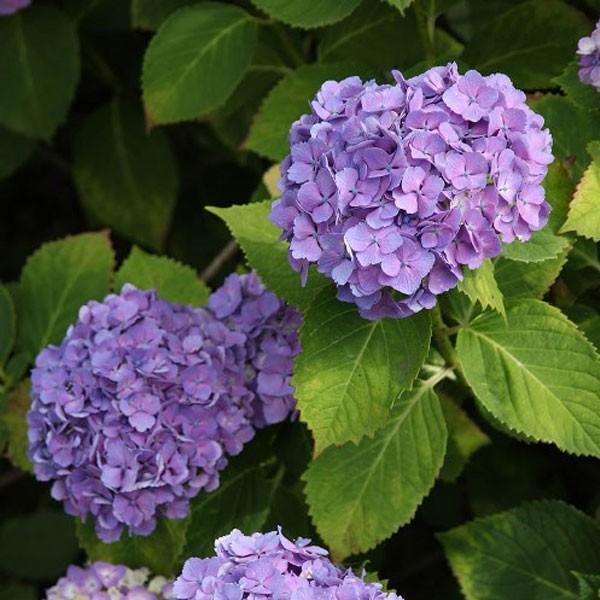 セイヨウアジサイ ポットセット Azisai Seiyo 相馬グリーン 通販 Yahoo ショッピング