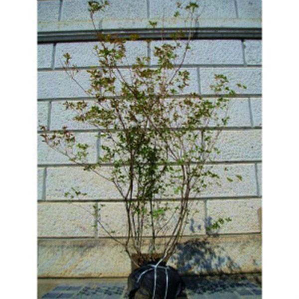 バイカツツジ 株立ち 樹高1.2〜1.5m前後(根鉢含まず) 単品 : 相馬