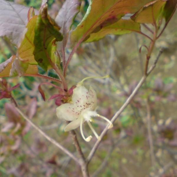 バイカツツジ 株立ち 樹高1.2〜1.5m前後(根鉢含まず) 単品 : 相馬