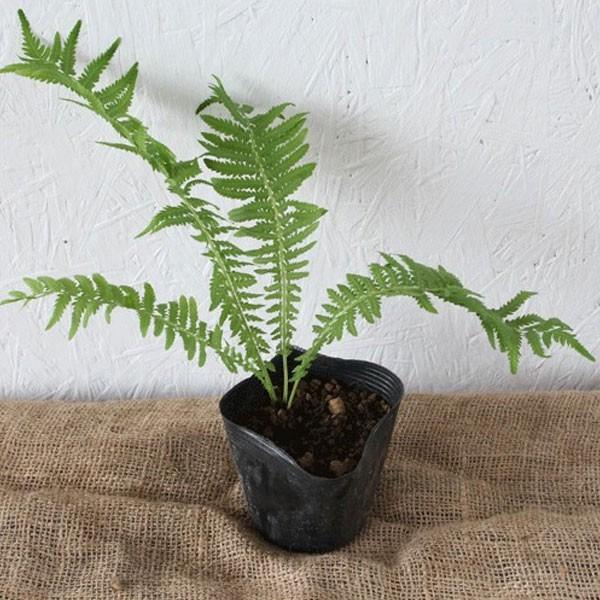 ベニシダ 10ポットセット Benishida 相馬グリーン 通販 Yahoo ショッピング