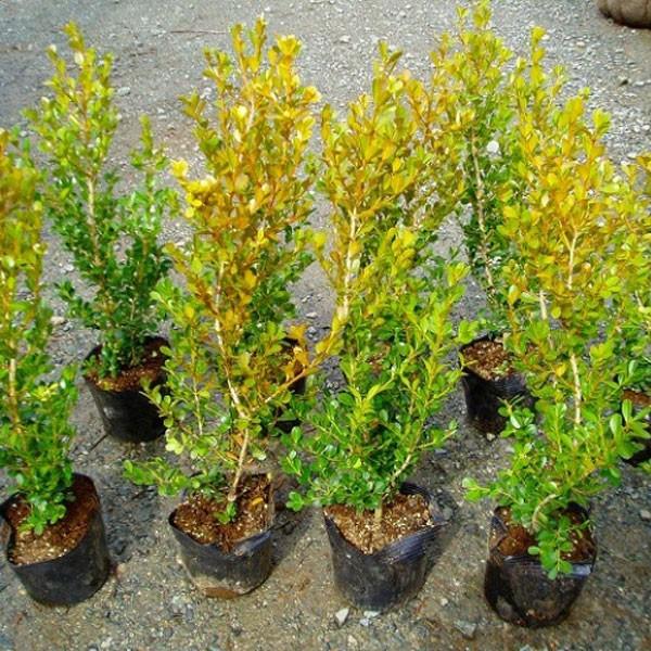 ボックスウッド (西洋ツゲ) 樹高30〜40cm前後 10本セット : 相馬