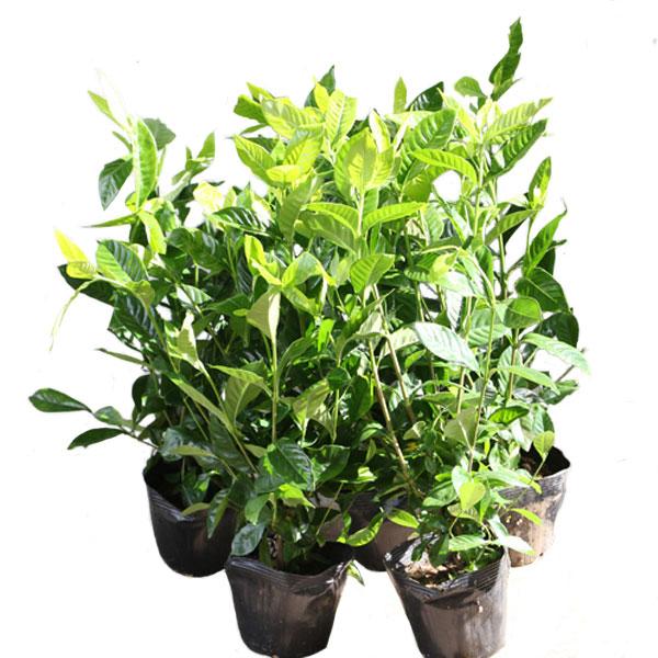 クチナシ 樹高30 40cm前後 10本セット グランドカバー 下草