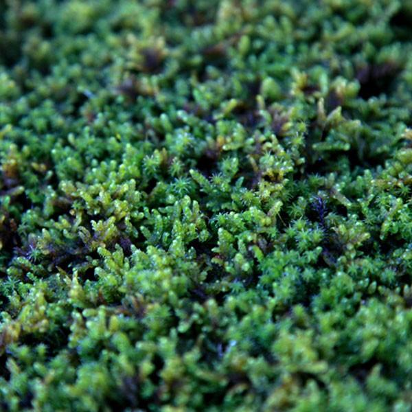ハイゴケ (這苔) マット 58cm×28cm 6枚セット : 相馬グリーン - 通販