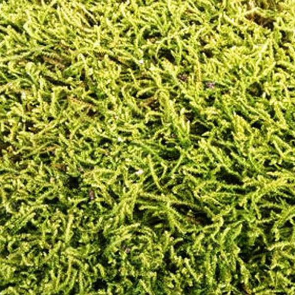 ハイゴケ (這苔) マット 58cm×28cm 6枚セット : 相馬グリーン - 通販