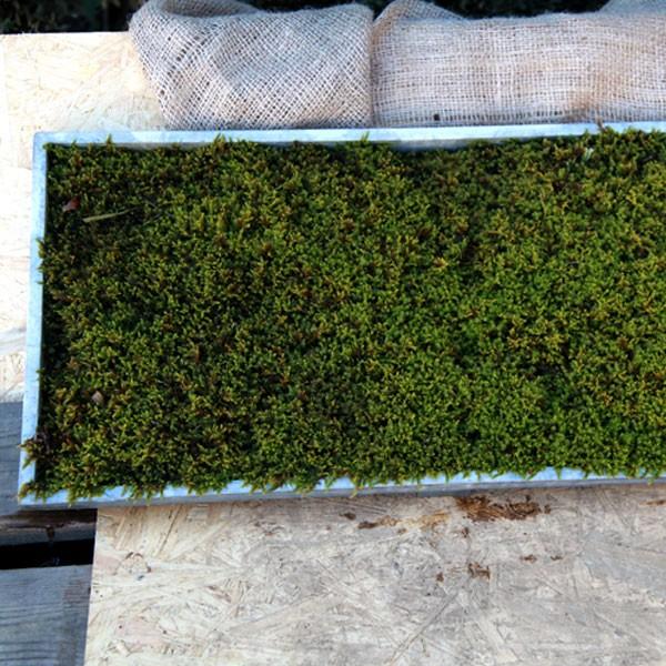 ハイゴケ (這苔) マット 58cm×28cm 6枚セット : 相馬グリーン - 通販