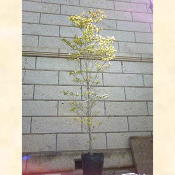 ハナミズキ 白花 単木 樹高3.0m前後(根鉢含まず) 単品［トラック配達商品、茨城県常総市から半径約30km圏内のみ対応可能］