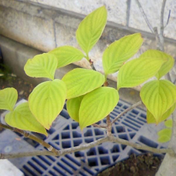 ハナミズキ 白花 単木 樹高3.0m前後(根鉢含まず) 単品［トラック配達商品、茨城県常総市から半径約30km圏内のみ対応可能］の画像