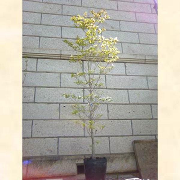 ハナミズキ 白花 単木 単品 根鉢含まず ショップ 人気メーカー ブランド 樹高1.8〜2.0m前後