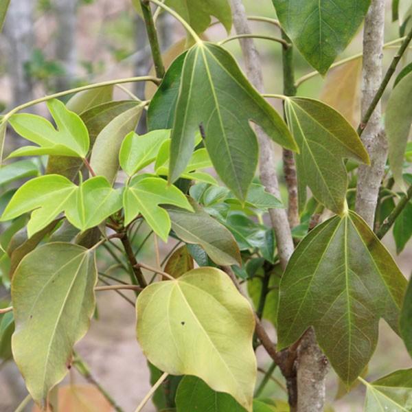 カクレミノ（高さ1.5メイトル以上） 楽天市場】送料無料 庭木：カクレミノ*（根巻き） 樹高：約