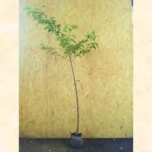河津桜（樹高 80cm） サクラ 河津桜 (カワヅザクラ) 樹高1.8〜2.0m前後(根鉢含まず) 単品