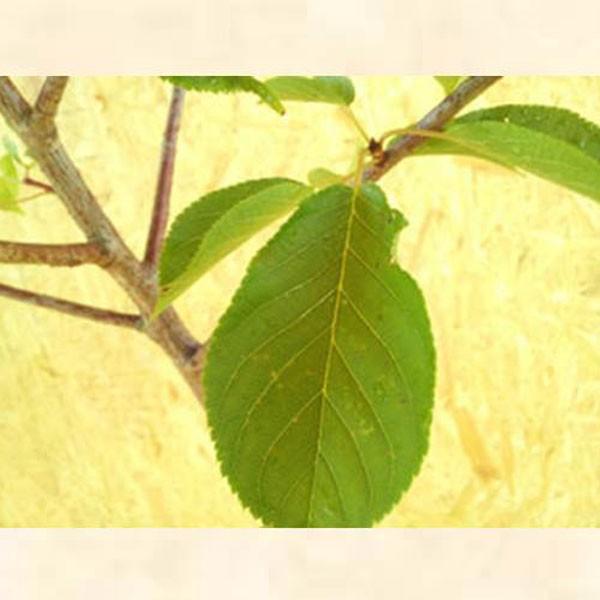 サクラ 河津桜 (カワヅザクラ) 樹高1.8〜2.0m前後(根鉢含まず) 単品