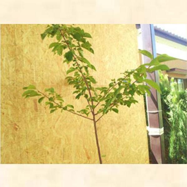 河津桜（樹高 80cm） サクラ 河津桜 (カワヅザクラ) 樹高1.8〜2.0m前後(根鉢含まず) 単品