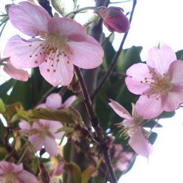 河津桜（樹高 80cm） サクラ 河津桜 (カワヅザクラ) 樹高1.8〜2.0m前後(根鉢含まず) 単品