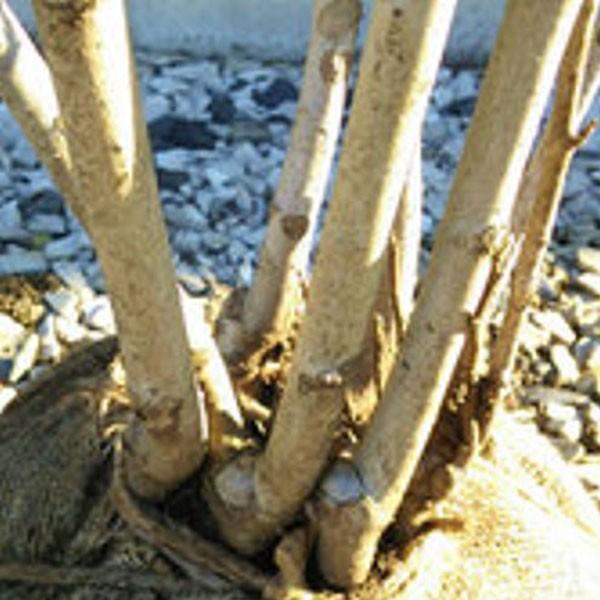 コブシ 株立ち 樹高1.5〜1.8m前後(根鉢含まず) 単品の画像