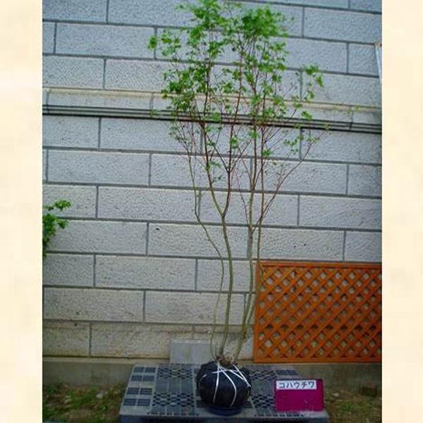 コハウチワカエデ 株立ち 樹高1.8〜2.0m前後(根鉢含まず) 単品 コハウチワカエデ 株立ち 樹高1.8〜2.0m前後(根鉢含まず) 単品