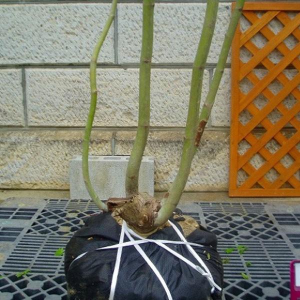 コハウチワカエデ 3本立ち 285 コハウチワカエデ 3本立ち 285