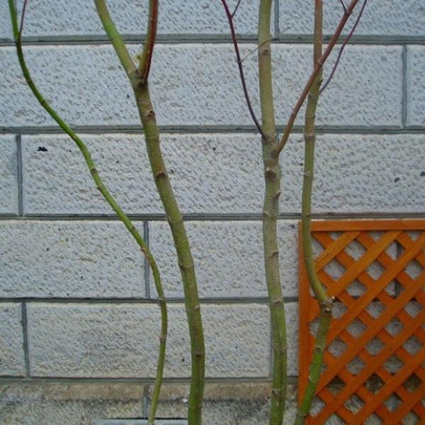 コハウチワカエデ 株立ち 樹高1.8〜2.0m前後(根鉢含まず) 単品 : 相馬