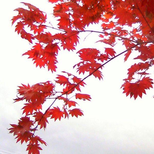 コハウチワカエデ 株立ち 樹高1.8〜2.0m前後(根鉢含まず) 単品 : 相馬