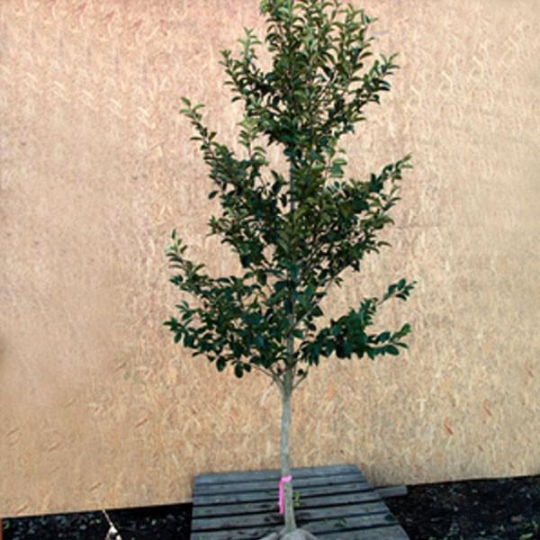 クロガネモチ斑入り　巨大4m SORAの植木屋さん - 樹高H:2500mm 単木 クロガネモチ くらい　直径25センチ以上有るかも？ 常緑樹