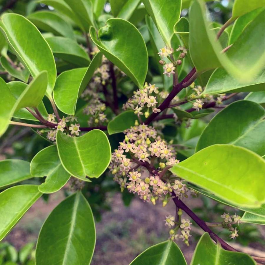 クロガネモチ 樹高1 8 2 0m前後 根鉢含まず 単品 Kuroganemochi 相馬グリーン 通販 Yahoo ショッピング