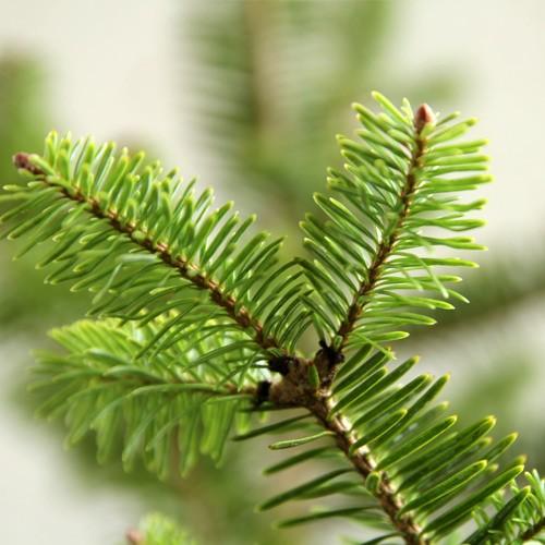 庭木　もみの木　ウラジロモミノキ　樹高約２８０センチ　引取り歓迎　久喜市　配達可 庭木 もみの木 ウラジロモミノキ 樹高約280センチ 引取り歓迎 久喜