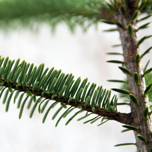 もみの木 (ウラジロモミ) 樹高1.2m前後 (根鉢含まず)単品 本物の