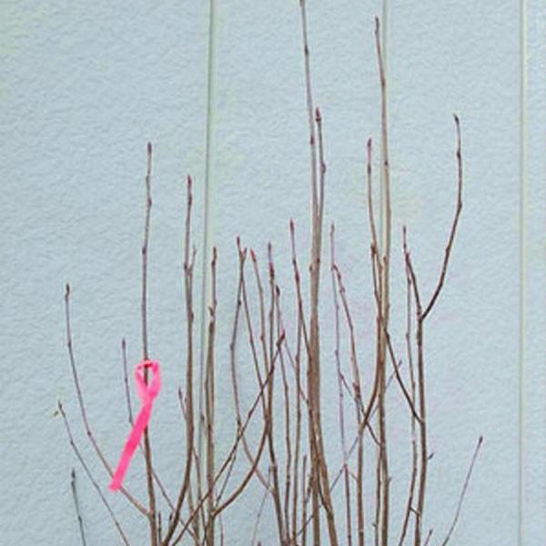 ナナカマド 株立ち 樹高1.8〜2.0m前後(根鉢含まず) 単品 : 相馬