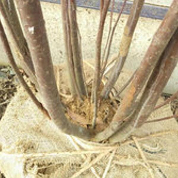 ナナカマド 株立ち 樹高1.8〜2.0m前後(根鉢含まず) 単品の画像