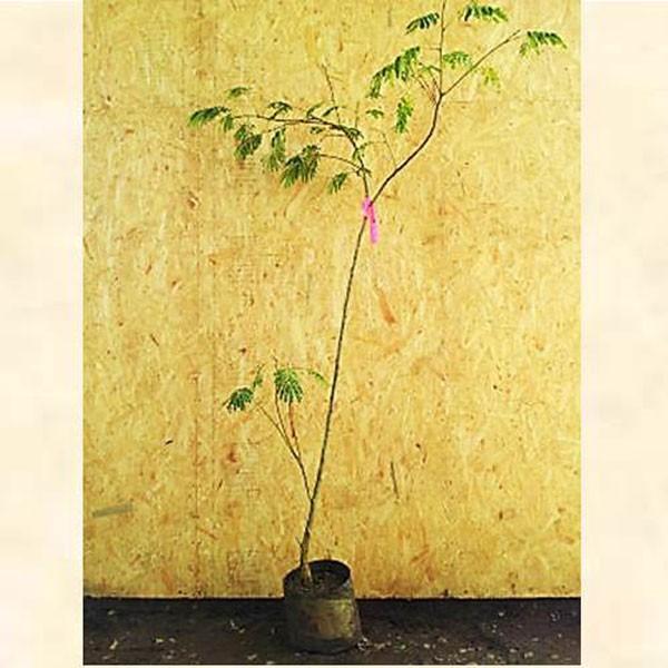合歓の木 樹高1.8〜2.0m前後(根鉢含まず) 単品 落葉樹-苗木、植木
