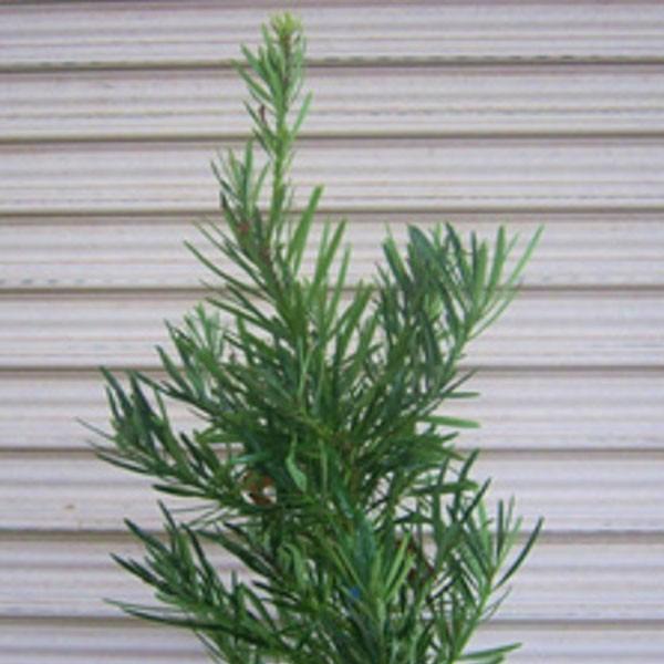 ラカンマキ 樹高1.8〜2.0m前後(根鉢含まず) 単品 : 相馬グリーン