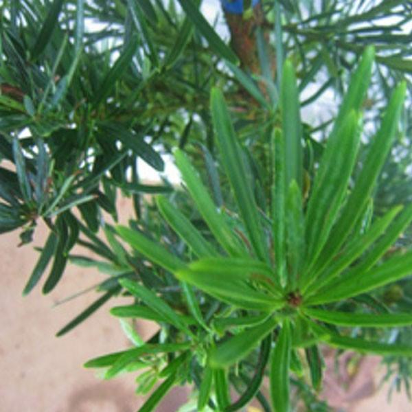 ラカンマキ 樹高1.8〜2.0m前後(根鉢含まず) 単品 : 相馬グリーン