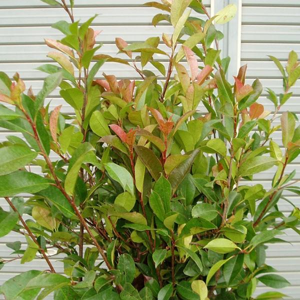 レッドロビン 樹高80cm前後 10本セット : 相馬グリーン - 通販 - Yahoo