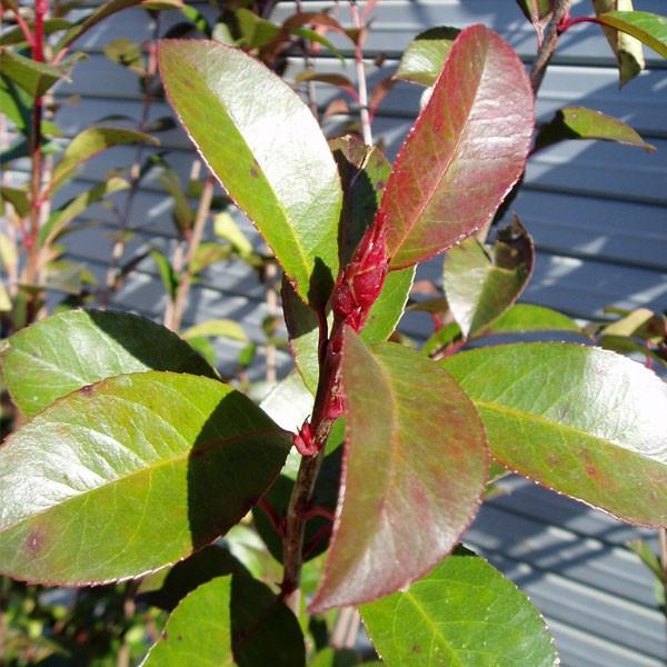 レッドロビン 樹高80cm前後 10本セット : 相馬グリーン - 通販 - Yahoo