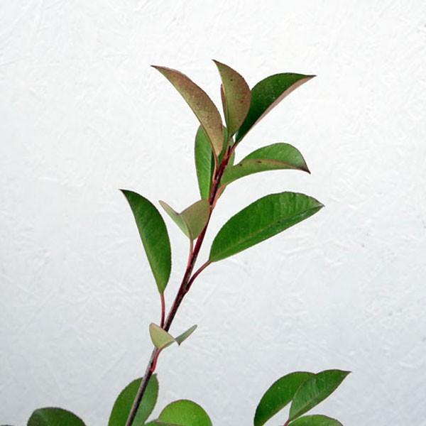 レッドロビン 樹高80cm前後 10本セット : 相馬グリーン - 通販 - Yahoo