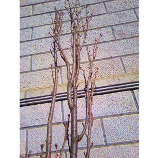 サクラ 天の川 (アマノガワ) 樹高1.8〜2.0m前後(根鉢含まず) 単品