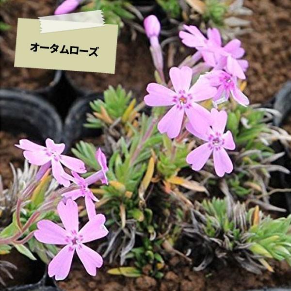 芝桜 (シバザクラ) カラー選べる 25ポットセット : 相馬グリーン