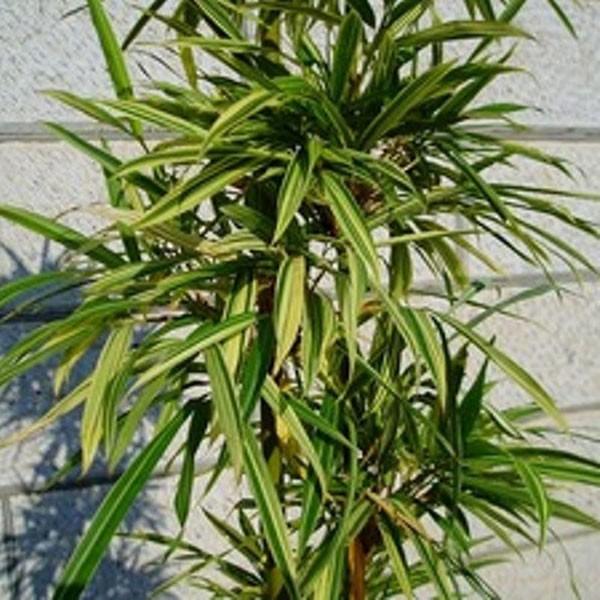 シマダイミョウチク 樹高1.8m前後(根鉢含まず) 単品_1