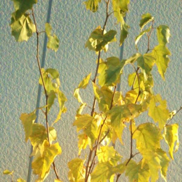 シラカバ ジャクモンティー 単木 樹高1.8〜2.0m前後(根鉢含まず) 単品｜somagreen｜02