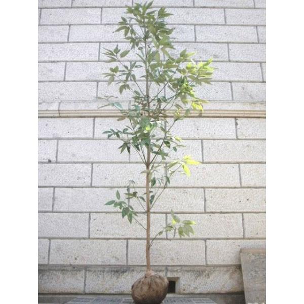 【値下げ】 シロダモ 樹高1.8〜2.0m前後(根鉢含まず) 単品 【1678876279】(10200円)