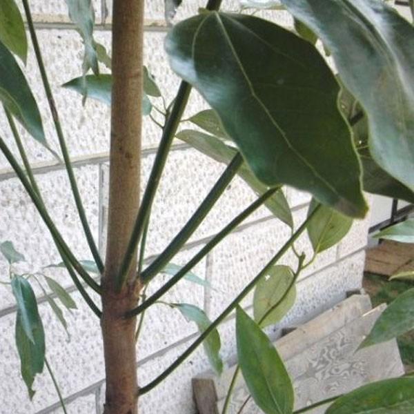 【値下げ】 シロダモ 樹高1.8〜2.0m前後(根鉢含まず) 単品 【1678876279】(10200円)