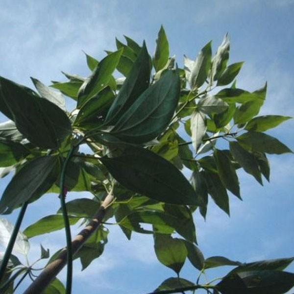 【値下げ】 シロダモ 樹高1.8〜2.0m前後(根鉢含まず) 単品 【1678876279】(10200円)