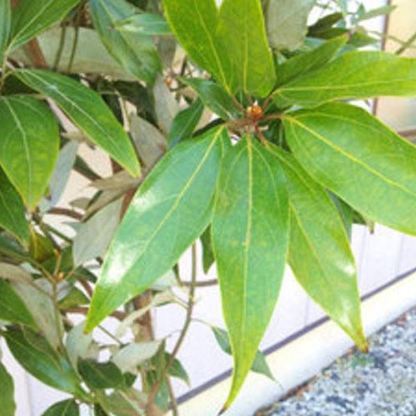 【値下げ】 シロダモ 樹高1.8〜2.0m前後(根鉢含まず) 単品 【1678876279】(10200円)