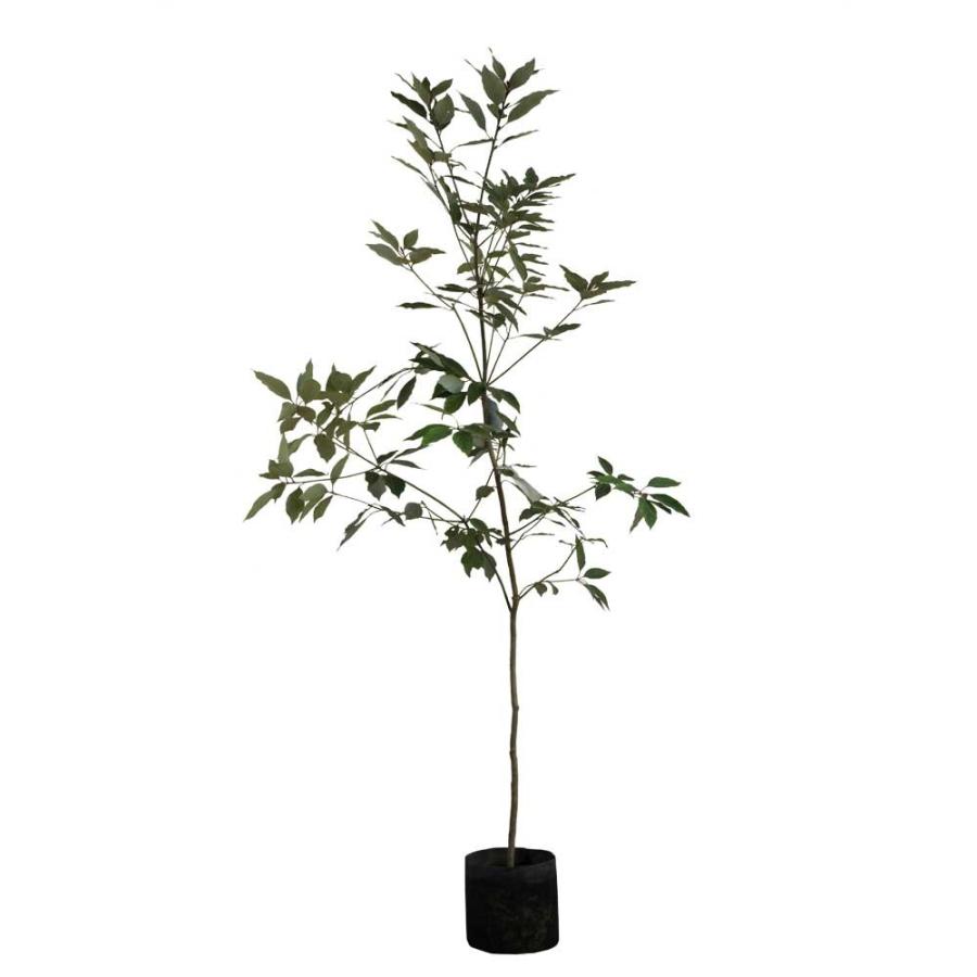 シロダモ 樹高1.8〜2.0m前後(根鉢含まず) 単品