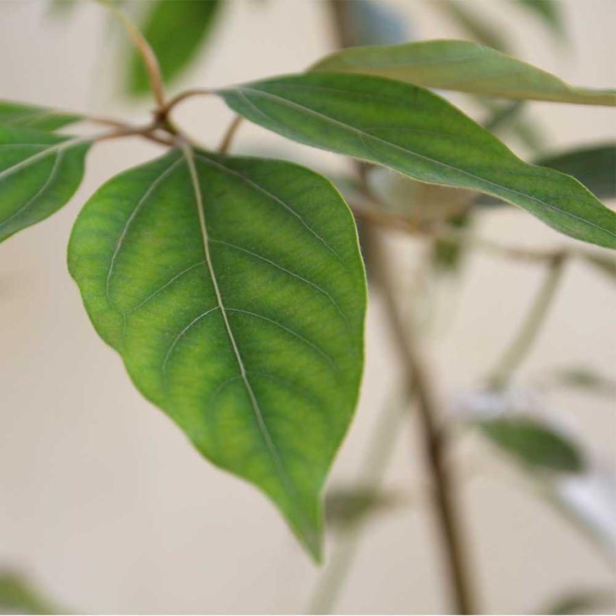 【値下げ】 シロダモ 樹高1.8〜2.0m前後(根鉢含まず) 単品 【1678876279】(10200円)