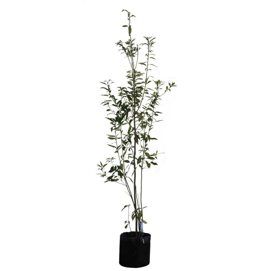 シラカシ 株立ち 樹高1.8〜2.0m前後(根鉢含まず) 単品 : 相馬グリーン